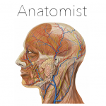 Anatomist - Анатомия Викторина