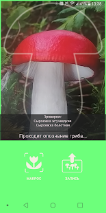 По грибы скриншот 4