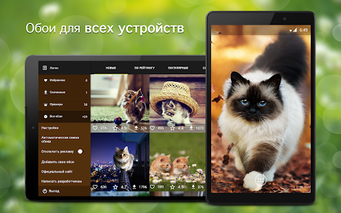 Обои с кошками | Кошки и котята от 7Fon скриншот 6