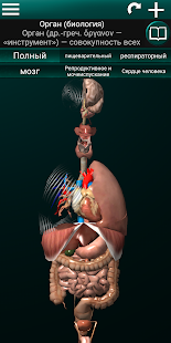 Внутренние органы в 3D (анатомия) скриншот 2