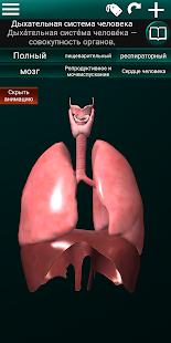 Внутренние органы в 3D (анатомия) скриншот 4