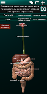 Внутренние органы в 3D (анатомия) скриншот 5