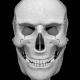 Osseous System 3D (анатомия)