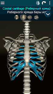 Osseous System 3D (анатомия) скриншот 3