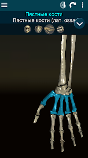 Osseous System 3D (анатомия) скриншот 4